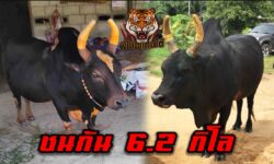 คลิปเต็ม|ลายสตาร์วอร์ VS โหนดสกุลสิงห์