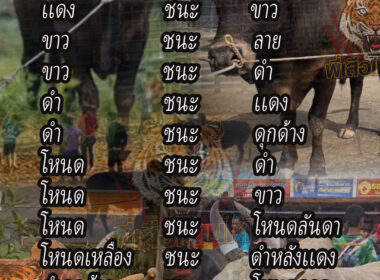 ตำราวัวชนพ่อเฒ่า (โบราณ) ข้างขึ้น