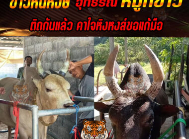 วัวชน “ขาวหินหงษ์” อุทธรณ์ “หมูกขาว” ติดกันแล้ว คาใจหินหงษ์ขอแก้มือ!!!