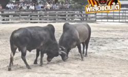 คลิปวัวชนย้อนหลัง  ผลการชน โหนดสามชายปราบเซียนมีชัย  VS โหนดสกุลเพชร (ไอ้ดอก)