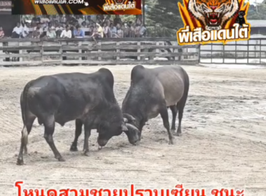 คลิปวัวชนย้อนหลัง  ผลการชน โหนดสามชายปราบเซียนมีชัย  VS โหนดสกุลเพชร (ไอ้ดอก)