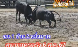 คลิปวัวชนย้อนหลัง ผลการชน ขาวขุนพินิจ (ขาวหราง)  VS ลังสาดสิงห์ตะวันฉาย (ศรีหยก