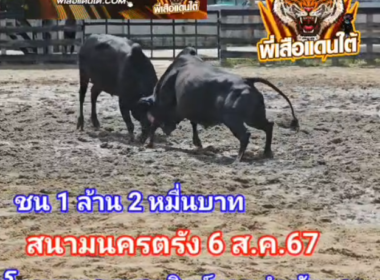 คลิปวัวชนย้อนหลัง ผลการชน ขาวขุนพินิจ (ขาวหราง)  VS ลังสาดสิงห์ตะวันฉาย (ศรีหยก