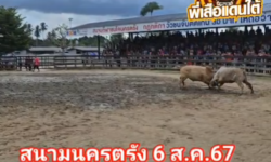 คลิปวัวชนย้อนหลังผลการชน ขาวขุนพินิจ (ขาวหราง)  VS ลังสาดสิงห์ตะวันฉาย (ศรีหยก)