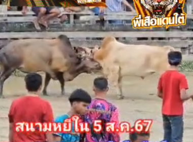 คลิปวัวชนย้อนหลัง  ผลการชน โหนดจอมยุทธ์ (อ้ายเต่า) VS ขาวขุนเดชลูกบารมีทวีทรัพย์ (สุดหล่อ)