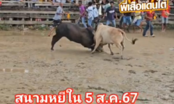 คลิปวัวชนย้อนหลัง ผลการชน ขาวงามรุ่งเรืองชัย (อ้ายสองเมือง)  VS  ดุกด้างพิชิตชัย (ลูกหวาย)