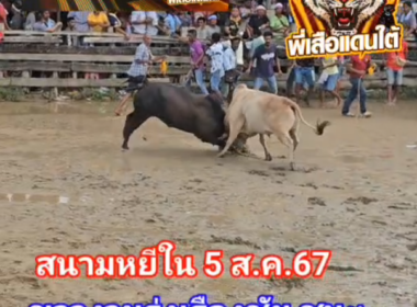 คลิปวัวชนย้อนหลัง ผลการชน ขาวงามรุ่งเรืองชัย (อ้ายสองเมือง)  VS  ดุกด้างพิชิตชัย (ลูกหวาย)