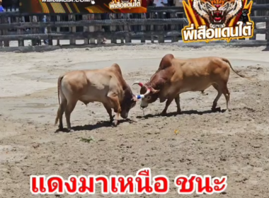 คลิปวัวชนย้อนหลัง ผลการชน แดงซามูไร (มาเหนือ) VS ขาวงามนำทรัพย์ (โก๊ะตี๋)