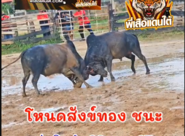 คลิปวัวชนย้อนหลัง  ผลการชน โหนดหลังขาวจ้าวอินทรีย์เล็ก (ไอ้พูล)  VS โหนดสังข์ทอง