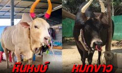 คลิปเต็ม | ขาวหินหงส์ VS หมูกขาว