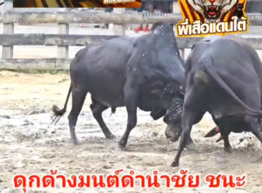 คลิปวัวชนย้อนหลัง ผลการชน นิลงามคิงส์สตาร์ (เจ้าแพนเต้อร์)  VS ดุกด้างมนต์ดํานําชัย (มนต์ดํา)