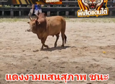 คลิปวัวชนย้อนหลัง  ผลการชน ดุกด้างแซมพยัคฆ์ภูมิพิชัย VS แดงงามแสนสุภาพ