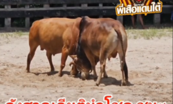 คลิปวัวชนย้อนหลังผลการชน แดงงามเเสนดี VS ลังสาดเกียตินำโชค