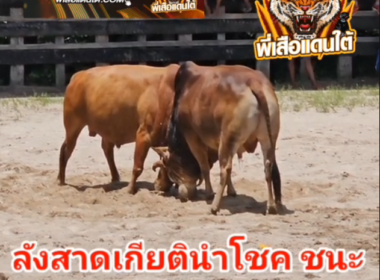 คลิปวัวชนย้อนหลังผลการชน แดงงามเเสนดี VS ลังสาดเกียตินำโชค