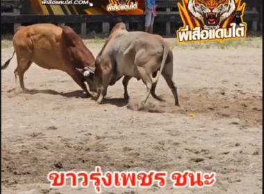 คลิปวัวชนย้อนหลัง ผลการชน ลังสาดนำทรัพย์(ฟ้าผ่า) VS ขาวรุ่งเพชร