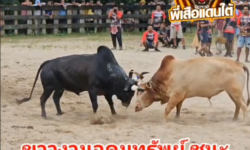 คลิปวัวชนย้อนหลัง ผลการชน ดุกด้างแปดเเสนเล็ก(คิงคอง) VS ขาวงามอุดมทรัพย์