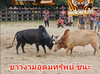 คลิปวัวชนย้อนหลัง ผลการชน ดุกด้างแปดเเสนเล็ก(คิงคอง) VS ขาวงามอุดมทรัพย์