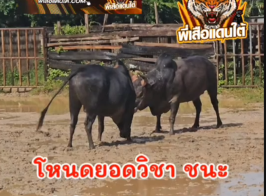 คลิปวัวชนย้อนหลัง ผลการชน โหนดยอดวิชา (สาม.ส.)  VS  โหนดห้าเมีย (เสือโหนด)