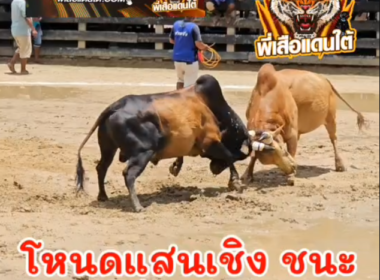 คลิปวัวชนย้อนหลัง ผลการชน โหนดแสนเชิง   VS ขาวงามปิ่นอนงค์ (พญาหน้าขาว)