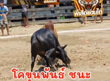 คลิปวัวชนย้อนหลัง  ผลการชน ลังสาดเพชฌฆาตธนากร (ยูนุส)  VS  ขุนพันธ์รักษ์ราชเดช (ฮิปโป้)