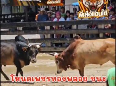 คลิปวัวชนย้อนหลัง  ผลการชน โหนดงามเพชรทองพลอย (หมูดิน)  VS  ลังสาดฟ้าผ่าเล็กยอดนักสู้ (เสือเตี้ย)