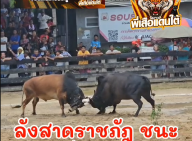 คลิปวัวชนย้อนหลัง  ผลการชน ลังสาดราชภัฏ (จันทร์เจ้า)   VS  โหนดงามดาราเอกน้องอายนำทรัพย์ (ศรีนวล)