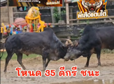 คลิปวัวชนย้อนหลัง ผลการชน ดุกด้างงามสามเสือ (ไอ้ขี้เมา)  VS ลังสาดสิงห์จ้าวควน