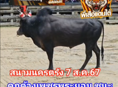 คลิปวัวชนย้อนหลัง ผลการชน นิลเทพฤทธิ์ปราบสังหาร (พระสังฆ์)  VS ดุกด้างเพชรพะยอม (ไอ้ขุนโจร)