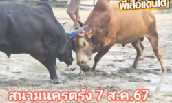 คลิปวัวชนย้อนหลัง  ผลการชน ลังสาดดวงดี  VS ดุกด้างปานเทพ