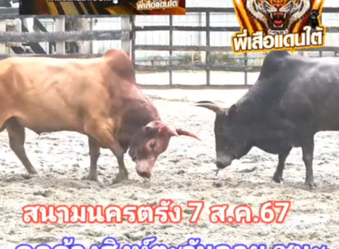 คลิปวัวชนย้อนหลัง ผลการชน แดงงามพระจันทร์ฉาย (อ้ายหรั่ง)  VS ดุกด้างสิงห์ตะวันฉาย