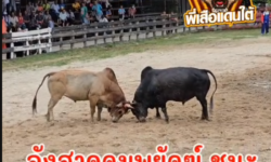 คลิปวัวชนย้อนหลัง ผลการชน ดุกด้างงามสามแปด (สามแปด)  VS ลังสาดคมพยัคฆ์อัศวินยอดขุนพล (อ้ายเขลอง)