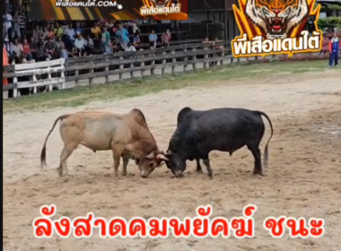 คลิปวัวชนย้อนหลัง ผลการชน ดุกด้างงามสามแปด (สามแปด)  VS ลังสาดคมพยัคฆ์อัศวินยอดขุนพล (อ้ายเขลอง)