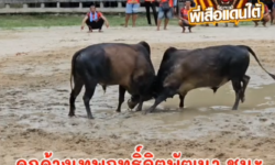 คลิปวัวชนย้อนหลัง ผลการชน ดุกด้างรัชนนท์ (กาแฟ)  VS ดุกด้างงามเทพฤทธิ์จิตพัฒนา (เจ้าปูน)