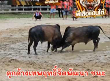 คลิปวัวชนย้อนหลัง ผลการชน ดุกด้างรัชนนท์ (กาแฟ)  VS ดุกด้างงามเทพฤทธิ์จิตพัฒนา (เจ้าปูน)