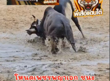 คลิปวัวชนย้อนหลัง ผลการชน โหนดเพชรพญาเอก ( สิงห์โต) VS ดุกด้างโตโต่สั่งเก็บ ( ลูกหิน )