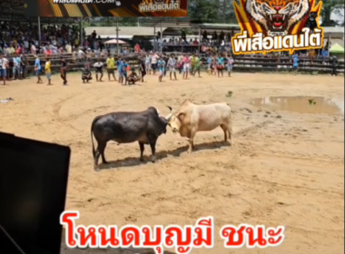 คลิปวัวชนย้อนหลัง ผลการชน ขาวงามสิงห์โตทอง (ลูกเสือ) VS โหนดท้องลายพลายบุญมี (บุญมี)