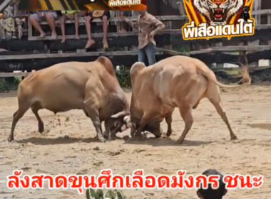 คลิปวัวชนย้อนหลัง  ผลการชน ลังสาดขุนศึกเลือดมังกร VS ขาวงามเศรษฐีทวีทรัพย์