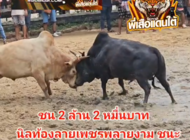 คลิปวัวชนย้อนหลัง ผลการชน นิลท้องลายเพชรลายงาม (ลูกนิล) VS ขาวงามสกุลทรัพย์นักรบตระกูลโหด (ลูกชอง)