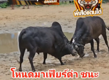 คลิปวัวชนย้อนหลัง  ผลการชน ดุกด้างท้องลายนำทรัพย์ทวีชัย (คิงคอง) VS โหนดงามมาเฟียร์ดำ (ท่านมึน)