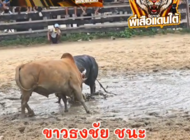 คลิปวัวชนย้อนหลัง ผลการชน นิลงามอัครพล (ฟ้าฟื้น) VS ขาวธงชัย