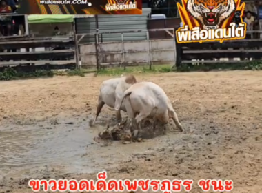 คลิปวัวชนย้อนหลัง ผลการชน ขาวงามเพชรปานเงิน (สายฟ้า) VS ขาวยอดเด็ดเพชรภูธร (ทางหลวง