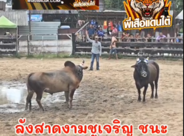 คลิปวัวชนย้อนหลัง ผลการชน โหนดแชมณรงค์ชัย (ไอ้หล่อ) VS ลังสาดงามชูเจริญ