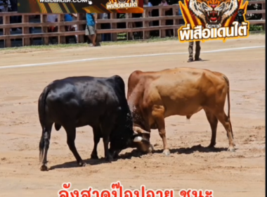 คลิปวัวชนย้อนหลัง  ผลการชน ลังสาดยอดเพชรชำนาญแทง (ป๊อบอาย) VS ดุกด้างงามเหนือฟ้าบัญชาการรัก (หนูนุ้ย)