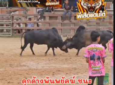 คลิปวัวชนย้อนหลัง  ผลการชน ดุกด้างท้องลายยอดเด็ดเพชรพันทาง (ดำคีรี) VS ดุกด้างแซมเพชรท๊อปวัว (ลูกแซม)