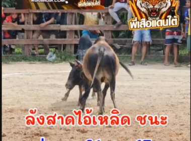 คลิปวัวชนย้อนหลัง  ผลการชน แดงจุดเพชรเผด็จศึก (ตะวันฉาย)  VS นิลท้องลายเพชรแสนชัย (ไอ้เย็น)