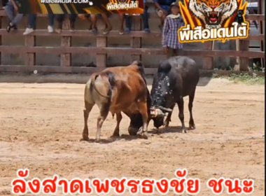 คลิปวัวชนย้อนหลัง  ผลการชน ลังสาดเพชรธงชัย (เฉยเมย) VS โหนดงามเพิ่มทรัพย์ทวีคูณ