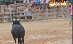 คลิปวัวชนย้อนหลัง  ผลการชน โหนดยอดเด็ดเพชรบุญชู VS ขาวงามอัศวินลูกนิลนำทรัพย์ (ตี๋น้อย)