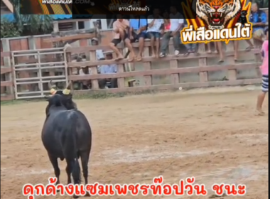 คลิปวัวชนย้อนหลัง  ผลการชน โหนดยอดเด็ดเพชรบุญชู VS ขาวงามอัศวินลูกนิลนำทรัพย์ (ตี๋น้อย)