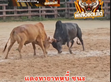 คลิปวัวชนย้อนหลัง  ผลการชน กด้างดวงดีมีชัย (อ้ายเดียว) VS แดงงามเพชฌฆาตทายาทหูบี้ (แดงใหญ่)