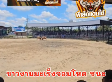 คลิปวัวชนย้อนหลัง ผลการชน ขาวงามมะเร็งจอมโหด (ไอ้เฉื่อย)  VS ลังสาดเหนือพยัคฆ์พิทักษ์ควนหาชัย